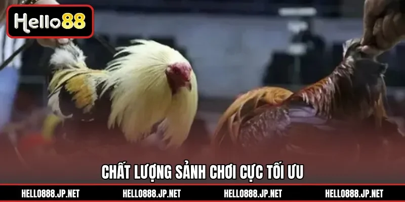Chất lượng sảnh chơi cực tối ưu