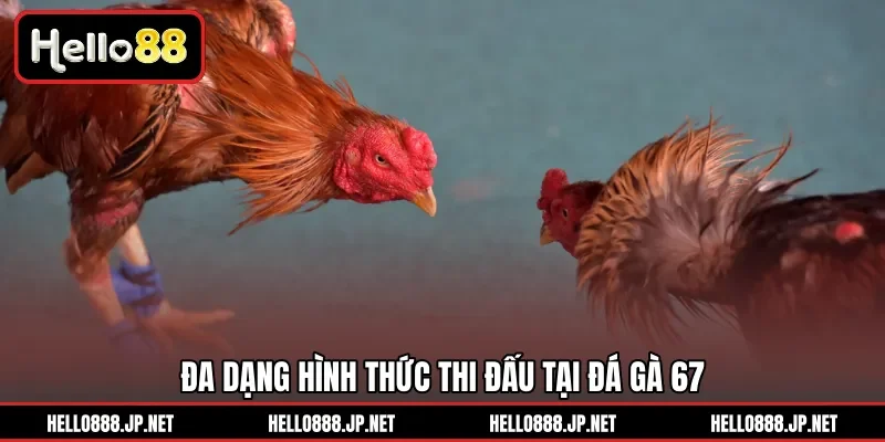 Đa dạng hình thức thi đấu tại Đá Gà 67