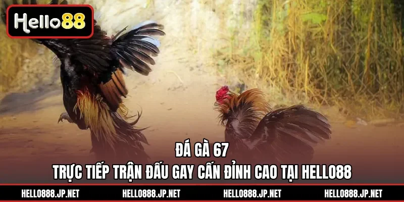 Đá Gà 67 | Trực Tiếp Trận Đấu Gay Cấn Đỉnh Cao Tại HELLO88