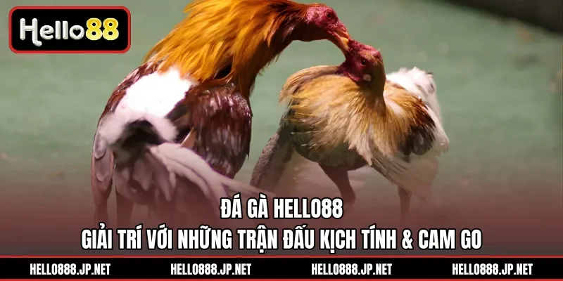 Đá Gà HELLO88 | Giải Trí Với Những Trận Đấu Kịch Tính & Cam Go