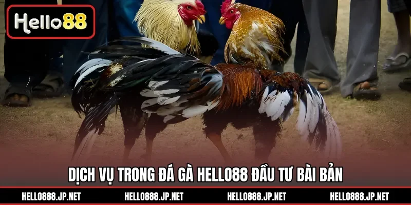 Dịch vụ trong Đá Gà HELLO88 đầu tư bài bản