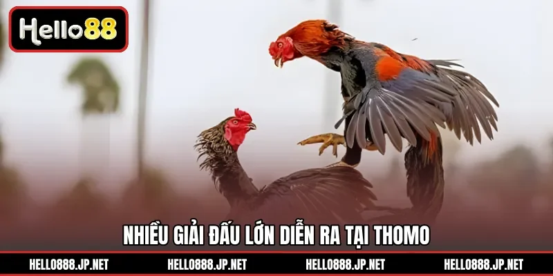 Nhiều giải đấu lớn diễn ra tại Thomo
