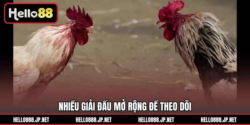 Nhiều giải đấu mở rộng để theo dõi