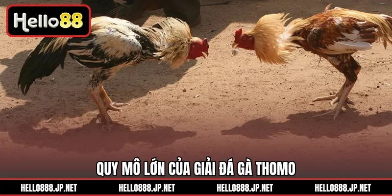 Quy mô lớn của giải đá gà Thomo