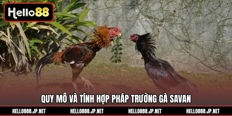 Quy mô và tính hợp pháp trường gà Savan