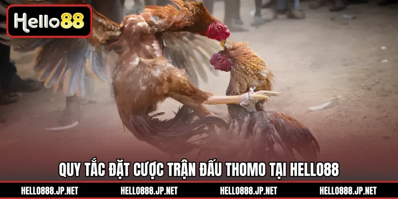 Quy tắc đặt cược trận đấu Thomo tại HELLO88