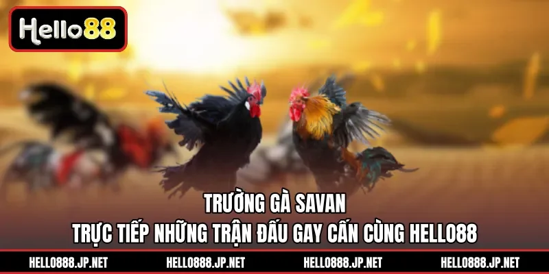 Trường Gà Savan | Trực Tiếp Những Trận Đấu Gay Cấn Cùng HELLO88